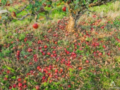 Podzimní procházka, Prušánky 2013