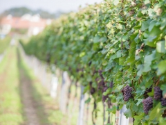 Prušánky, Vinobraní 2014