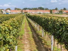 Prušánky, Vinobraní 2014