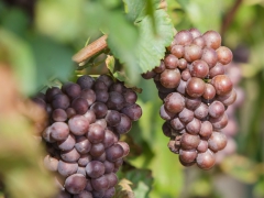 Prušánky, Vinobraní 2014