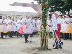 Prušánky, Vinobraní 2014